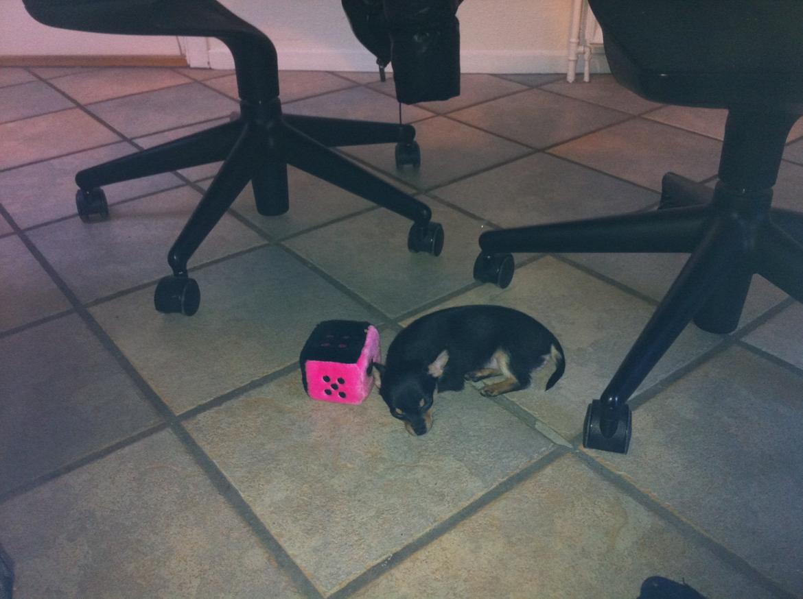 Chihuahua Malou billede 3