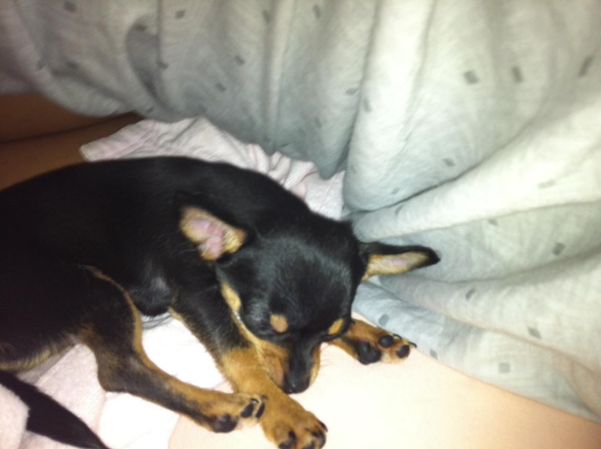 Chihuahua Malou - selvom man er lille, kan man godt fylde en del billede 4