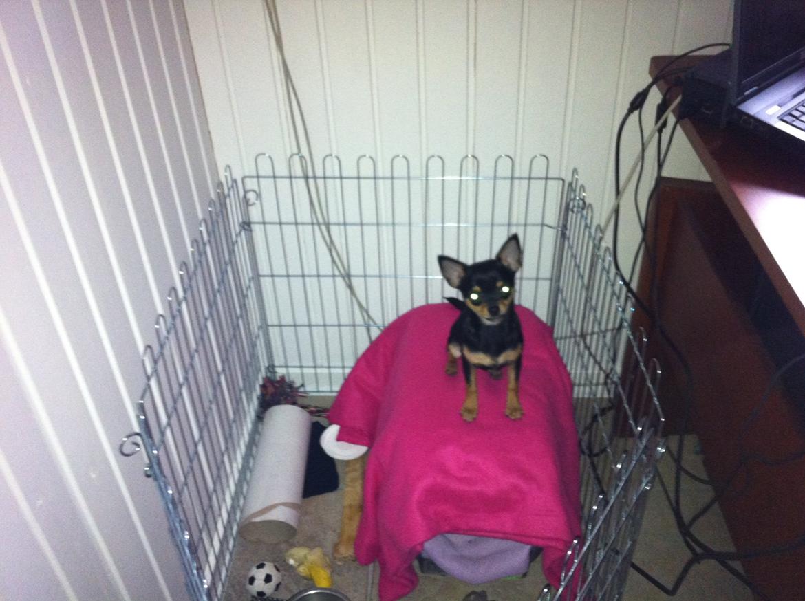 Chihuahua Malou - Her bor Malou når vi ikke er hjemme, vi har alarm som Malou desværre kan tænde på mystisk vis trods hendes få kg. Derfor har hun en lille indhegning, og hun elsker det. Der er HENDES hjem. billede 6