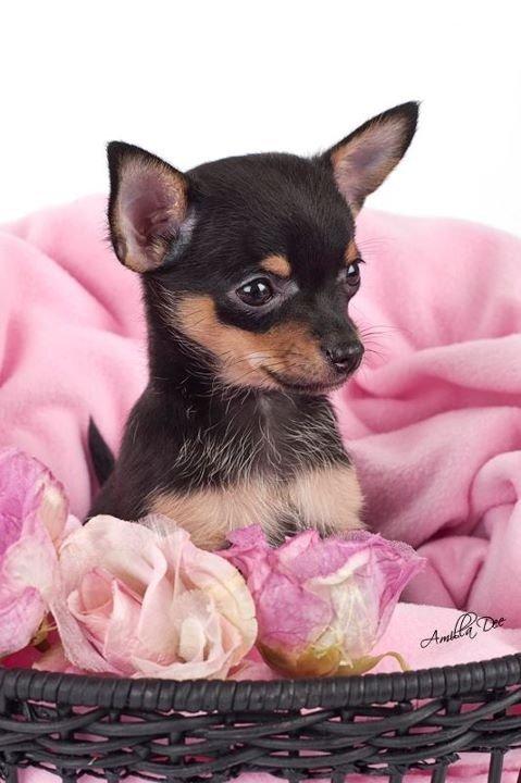 Chihuahua Malou - Lille Malou ved fotograf Amilla Dee. Link www.facebook.com/amilladee billede 7