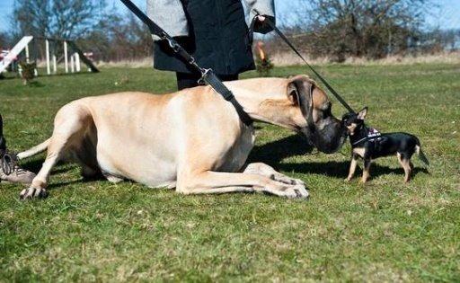 Chihuahua Malou - Billedet tager fra JydskeVestkyst billede 8