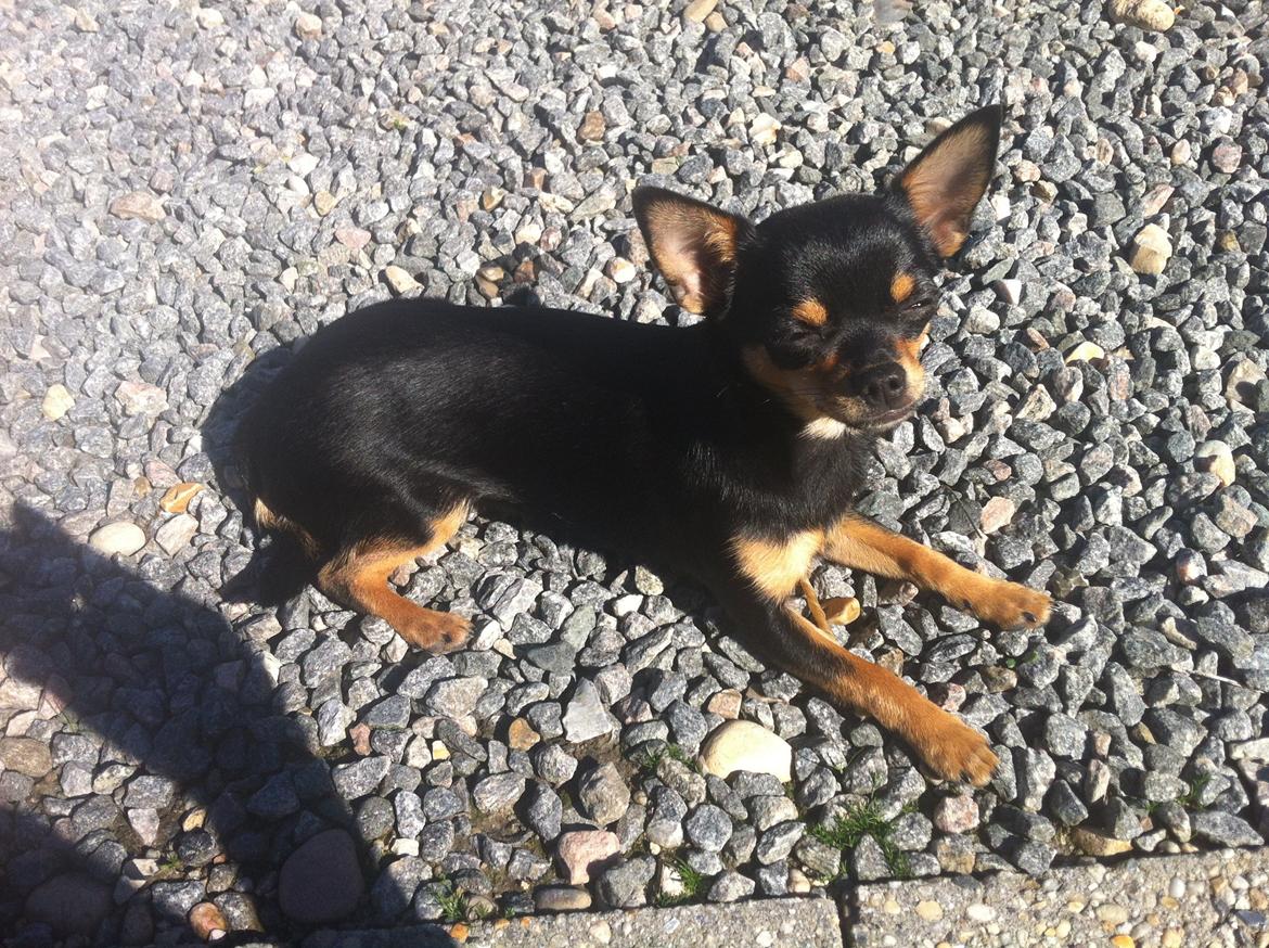 Chihuahua Malou - Nyder solen billede 9