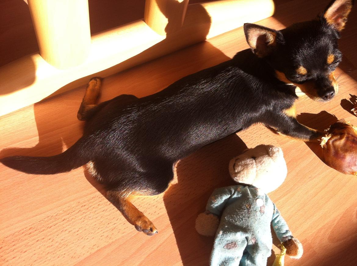 Chihuahua Malou billede 10