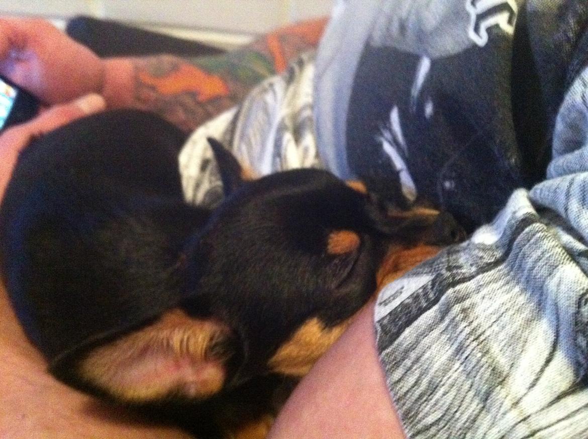 Chihuahua Malou - Sover på fars arm billede 12