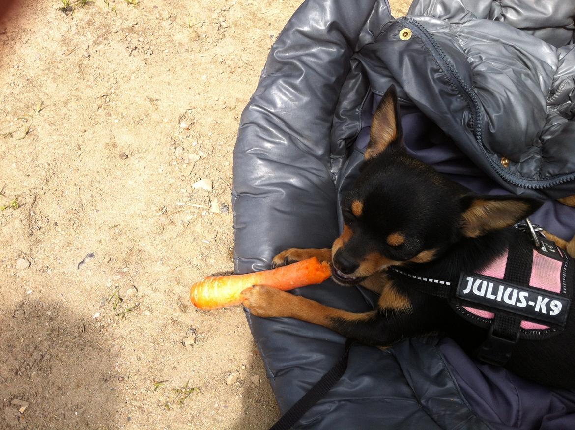 Chihuahua Malou - Til stævne med mine heste, her nyder man lige en gulerod billede 13