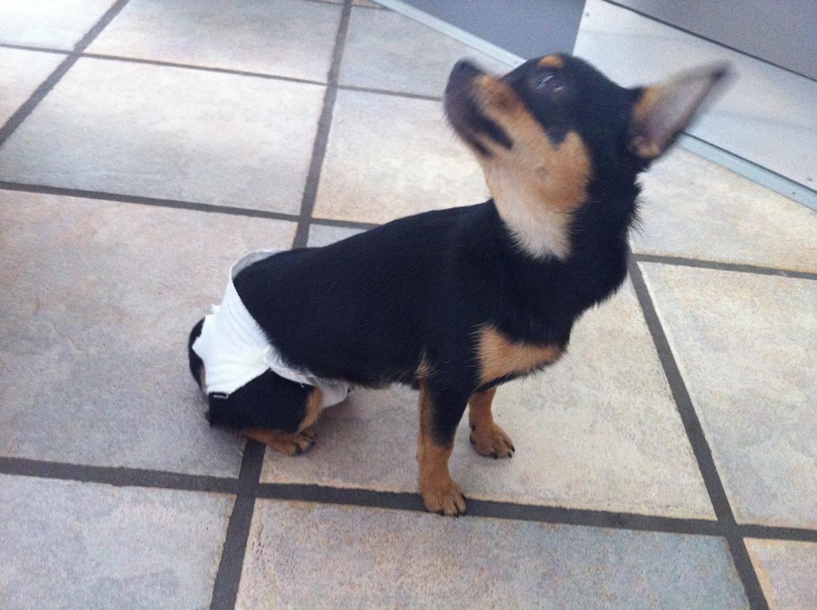 Chihuahua Malou - Malou´s første løbetid billede 14