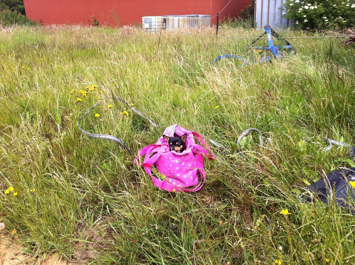 Chihuahua Malou - Malou elsker tasker billede 15