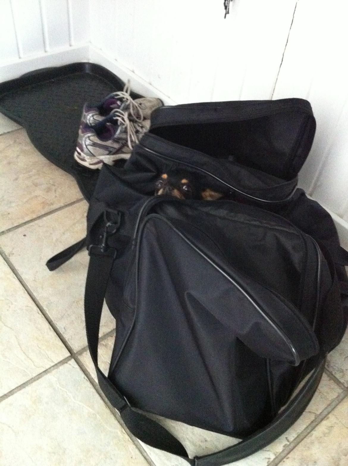 Chihuahua Malou - Tjae, hun er helt vildt med at sove sådan steder billede 16