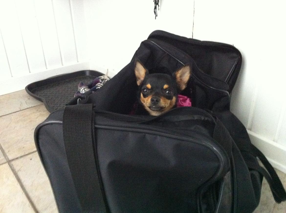 Chihuahua Malou - Hvor er Malou? billede 17