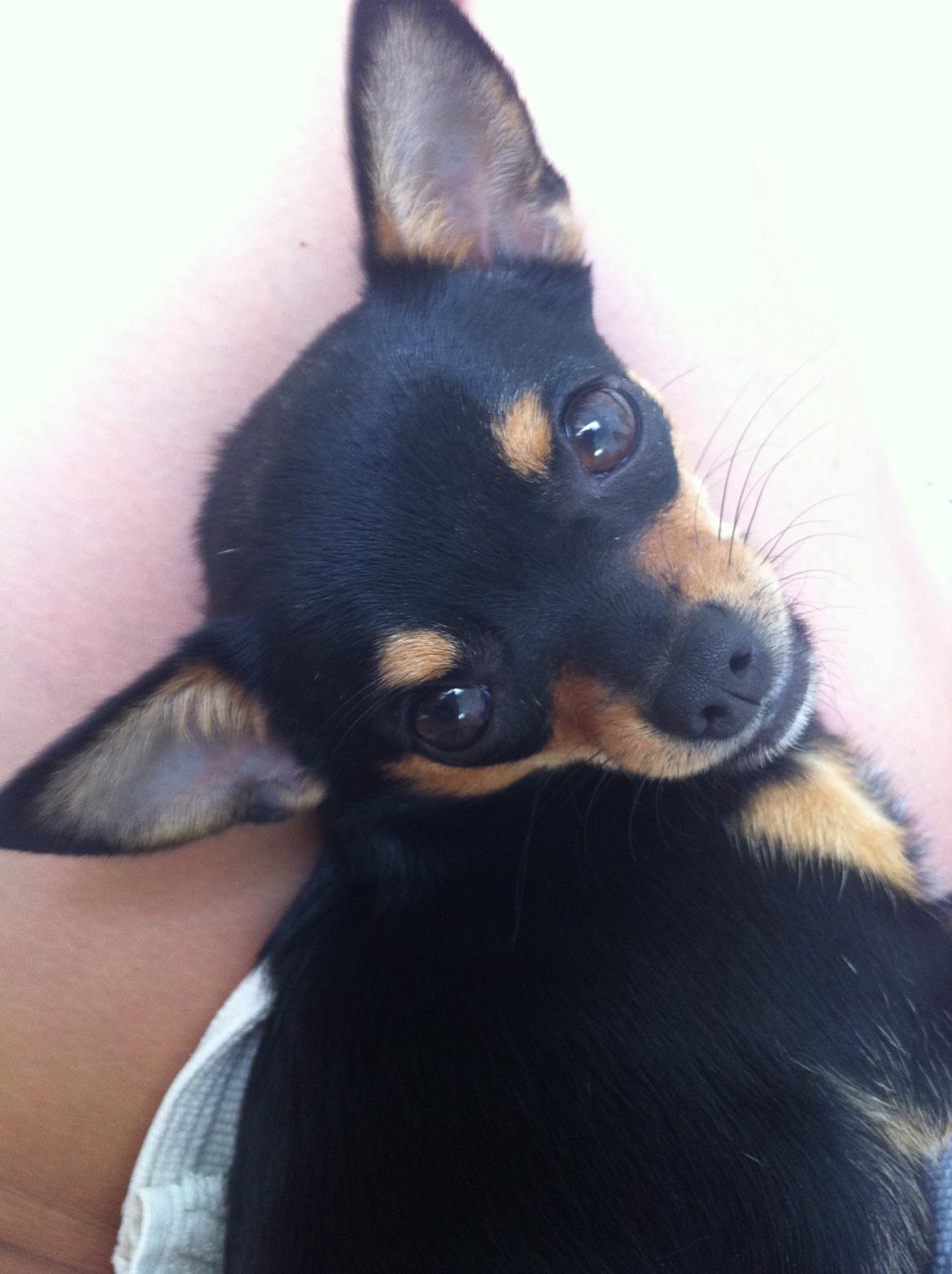 Chihuahua Malou billede 18