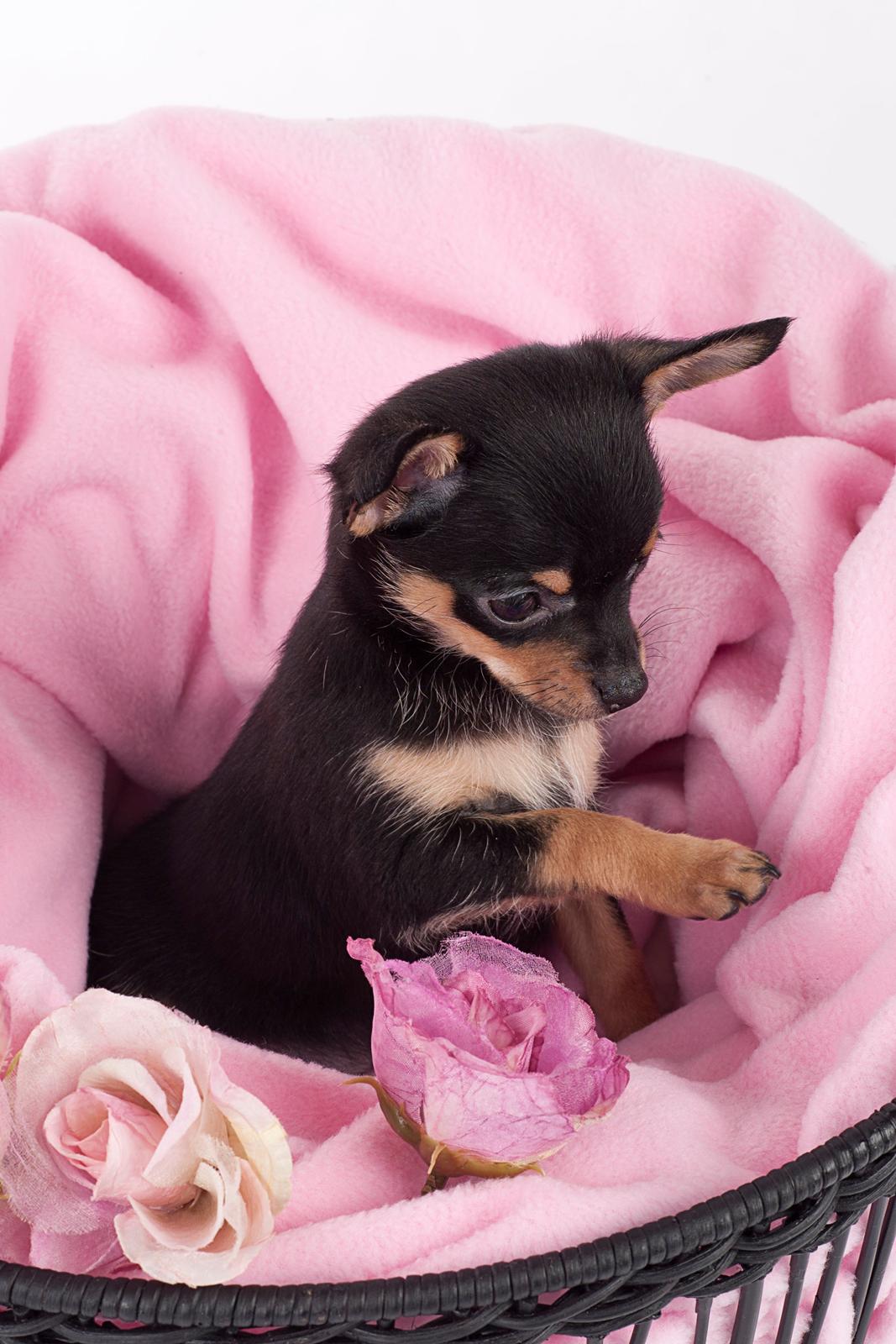 Chihuahua Malou - Lille Malou ved fotograf Amilla Dee. Link www.facebook.com/amilladee billede 19