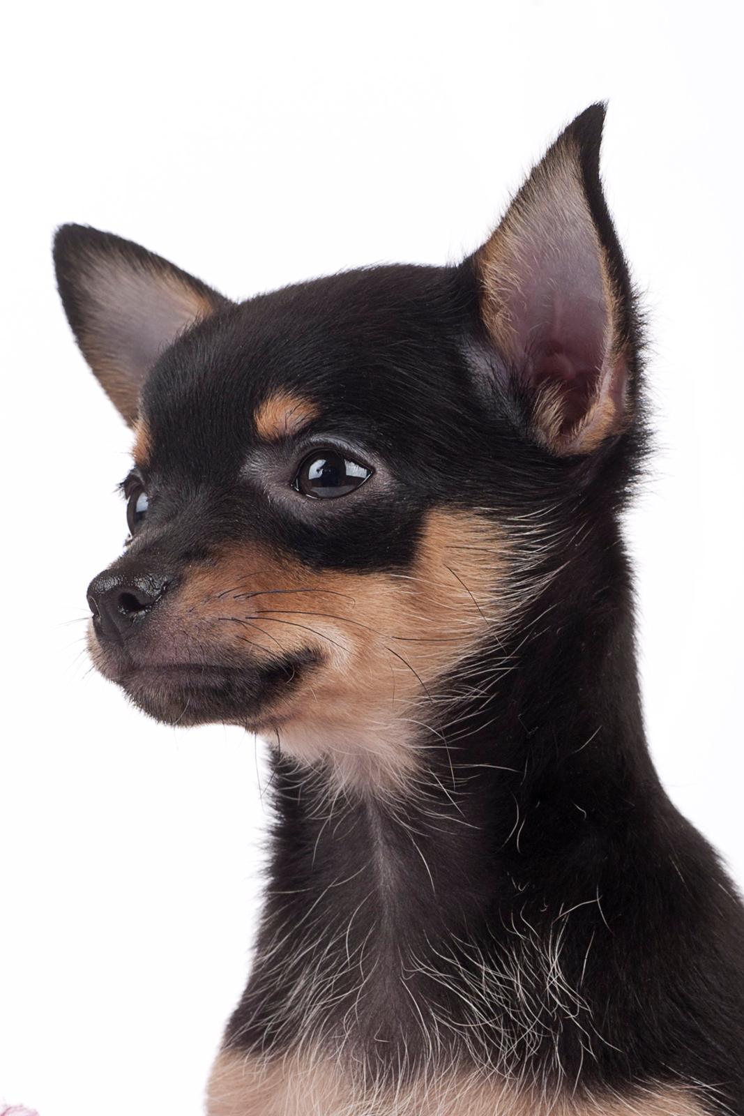 Chihuahua Malou - Lille Malou ved fotograf Amilla Dee. Link www.facebook.com/amilladee billede 20