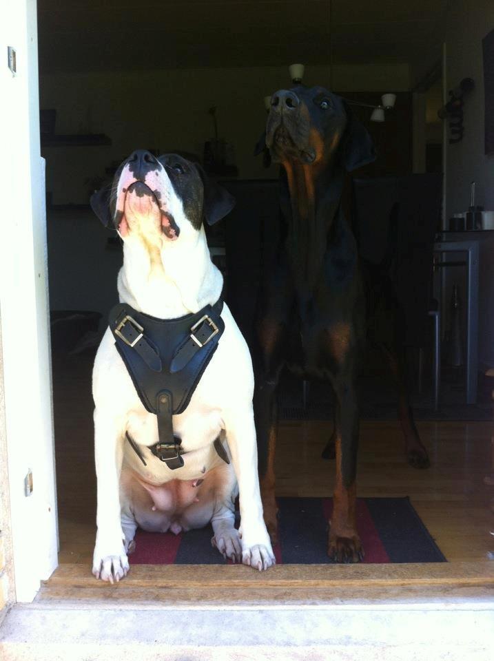 Amerikansk bulldog Cischa (Afrodite) R.I.P Savnet - Cischa og Tyson, hun har fået ny lækker sele !! :D billede 18