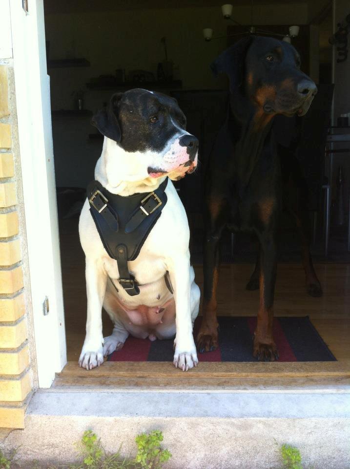 Amerikansk bulldog Cischa (Afrodite) R.I.P Savnet - Cischa og Tyson. igen med den nye sele :-*  billede 19