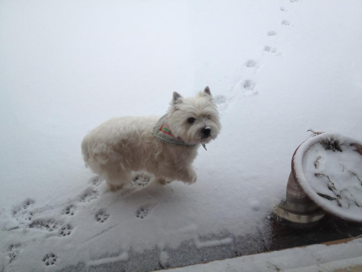 West highland white terrier Buller billede 9