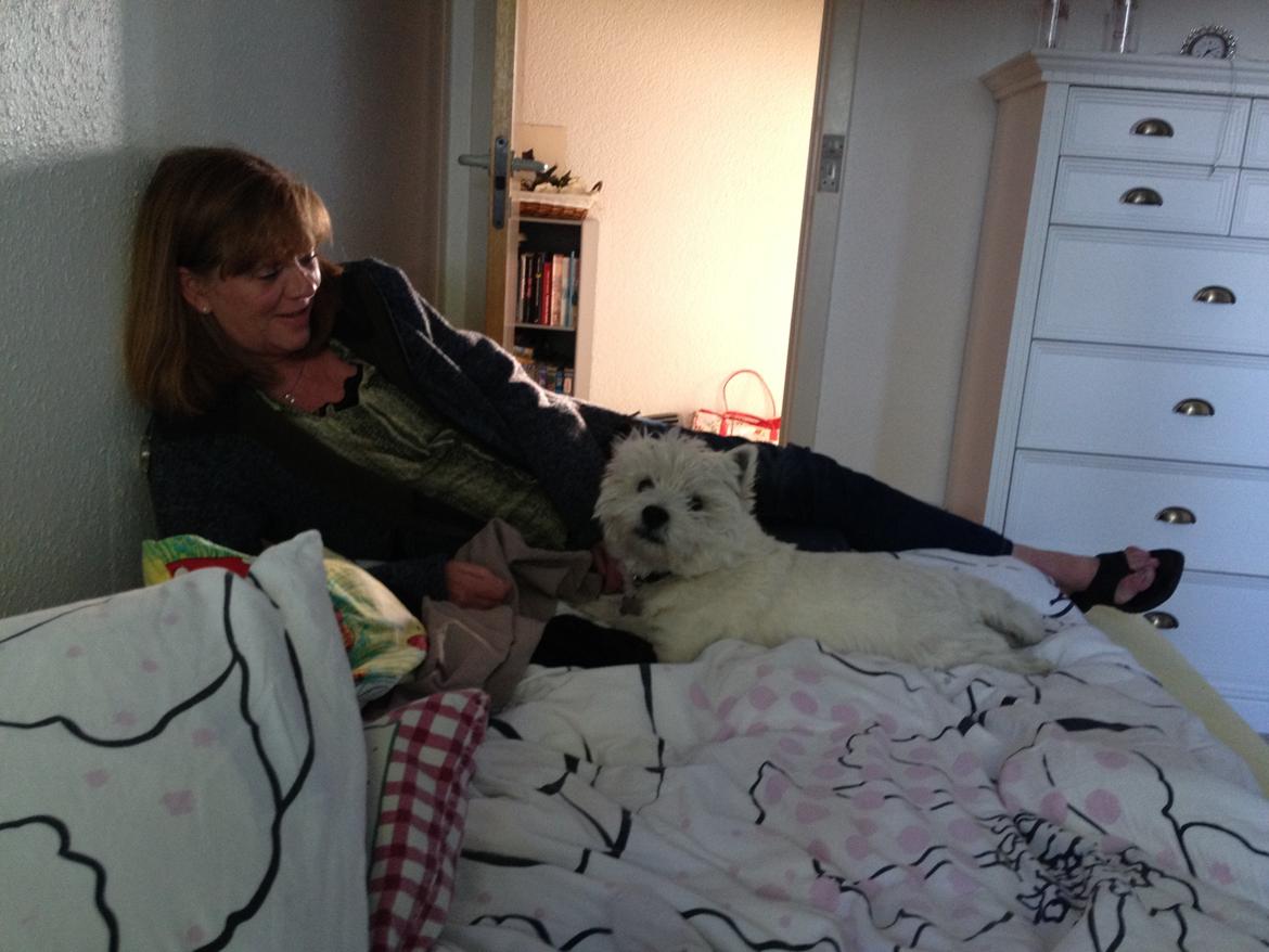 West highland white terrier Buller billede 10