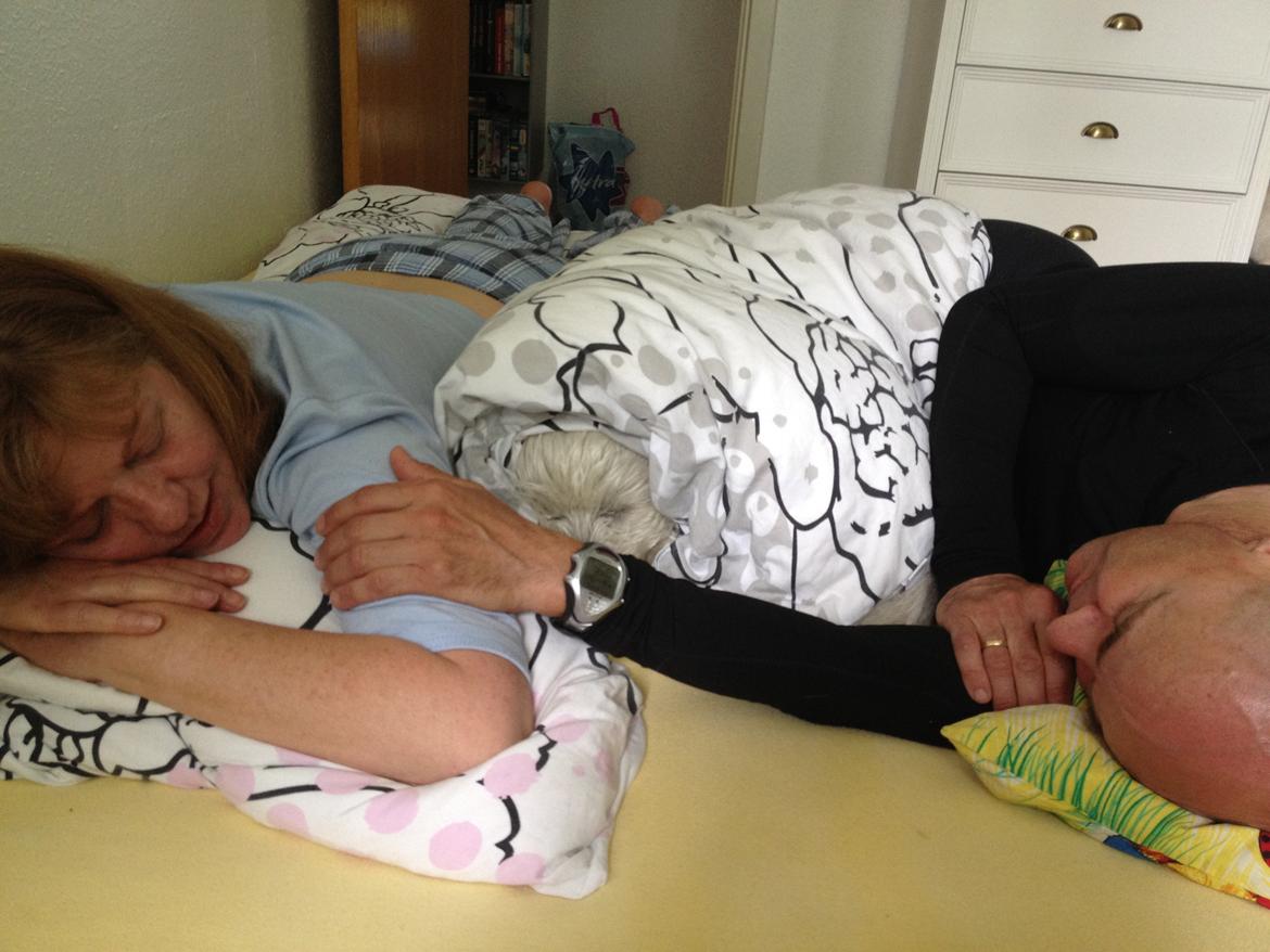 West highland white terrier Buller billede 11