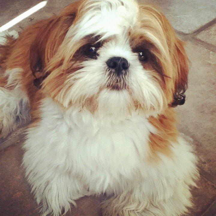 Shih tzu Bobo billede 9