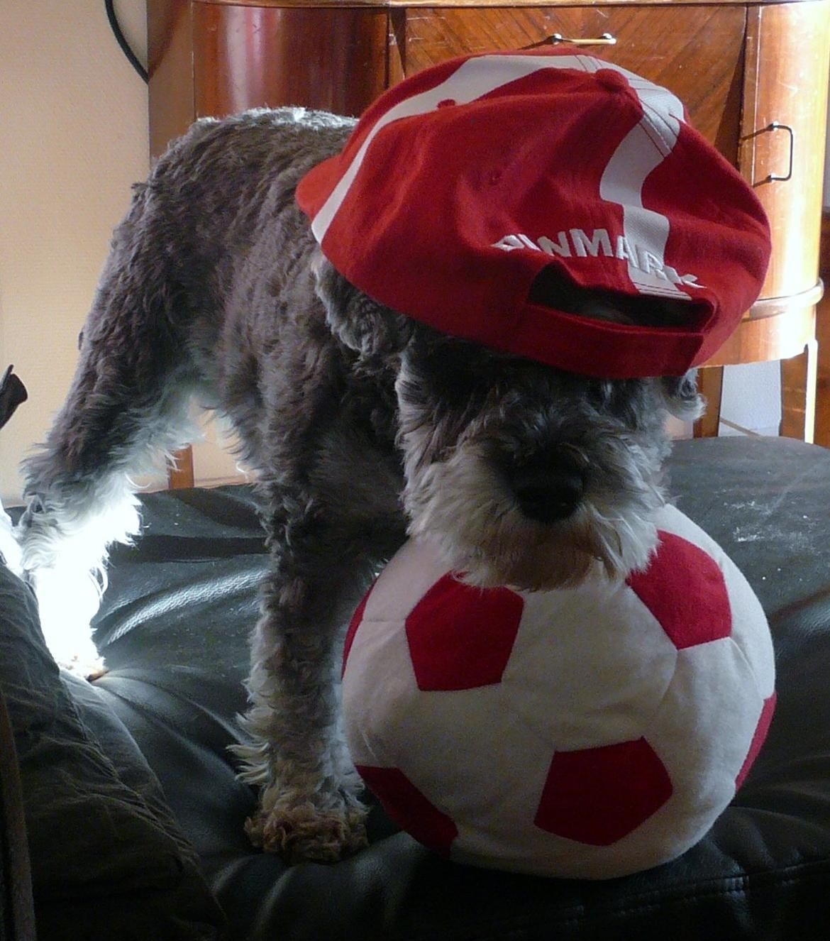 Dvaergschnauzer *FNUGGI* - Fodbold fan billede 7