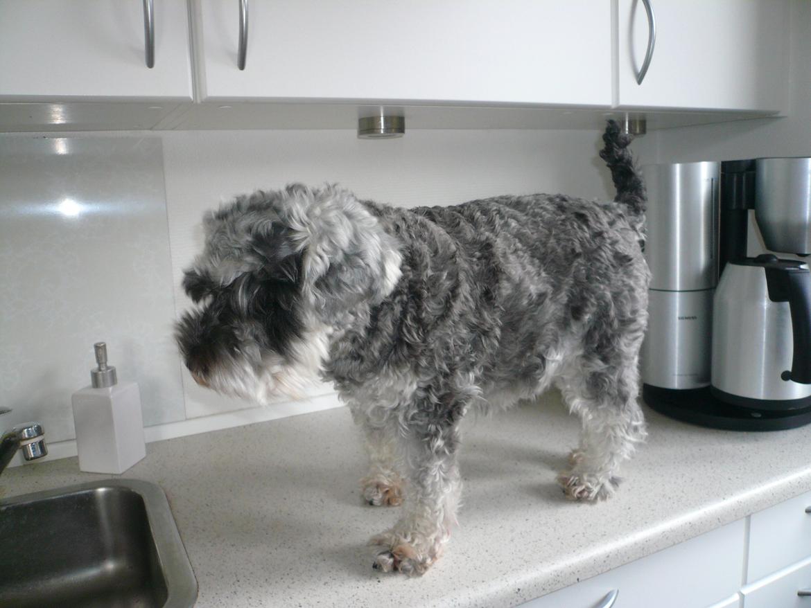 Dvaergschnauzer *FNUGGI* billede 13