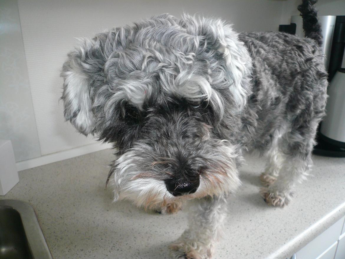 Dvaergschnauzer *FNUGGI* billede 14