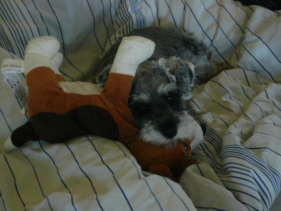 Dvaergschnauzer *FNUGGI* - Vi sover så dejlig sammen billede 9