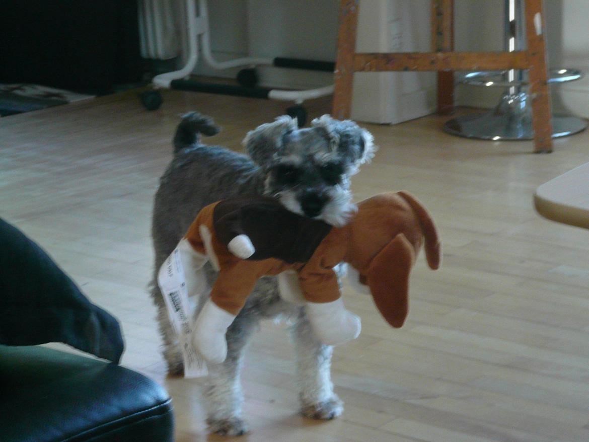 Dvaergschnauzer *FNUGGI* - Min gode hundeven billede 8