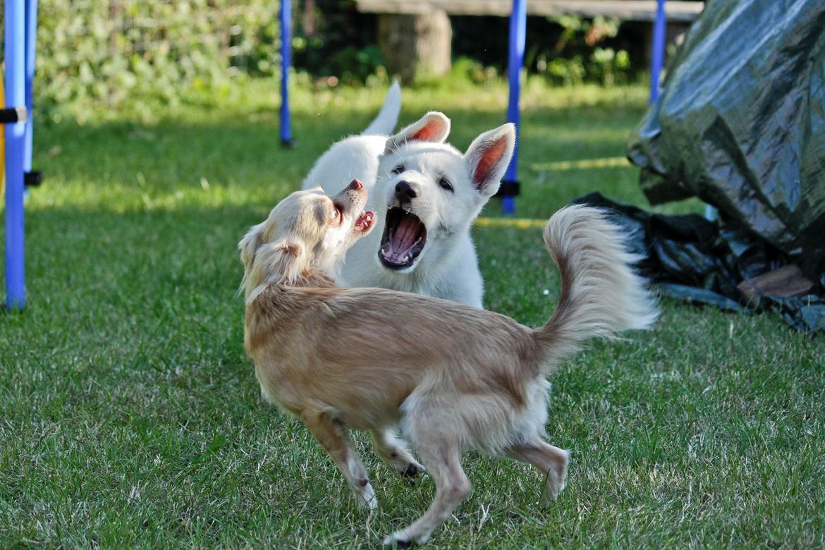 Hvid Schweizisk Hyrdehund Lobo - "Ham Cody er en hurtig en" billede 44