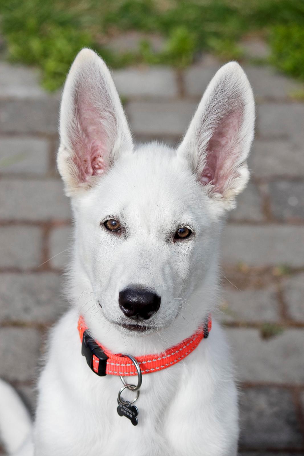 Hvid Schweizisk Hyrdehund Lobo - 12 uger gammel billede 38