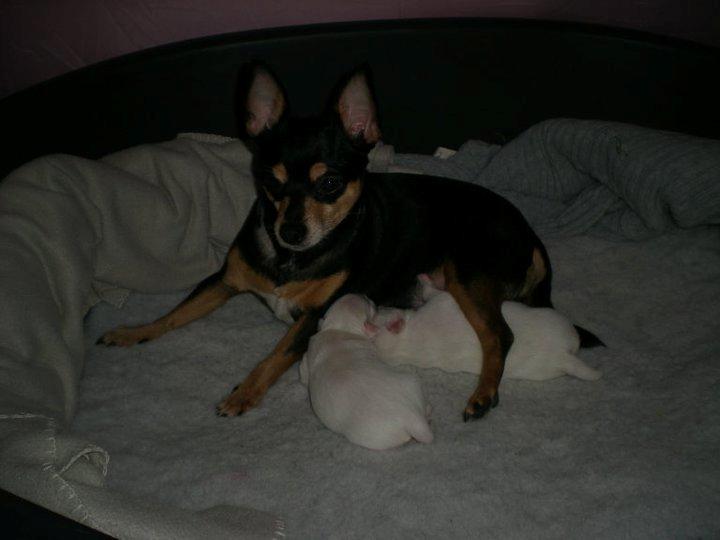 Blanding af racer Julle billede 1