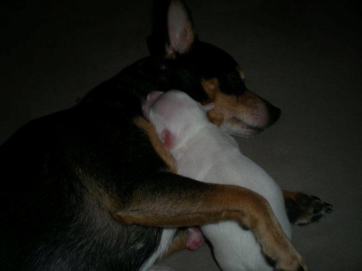 Blanding af racer Julle billede 2