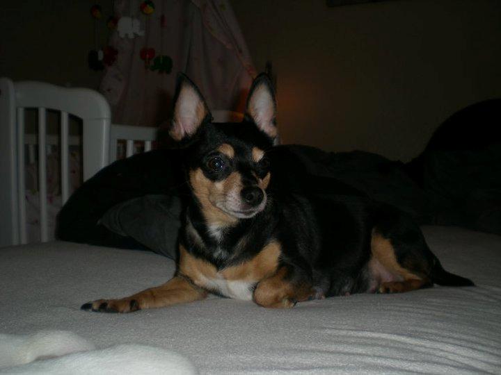 Blanding af racer Julle billede 3