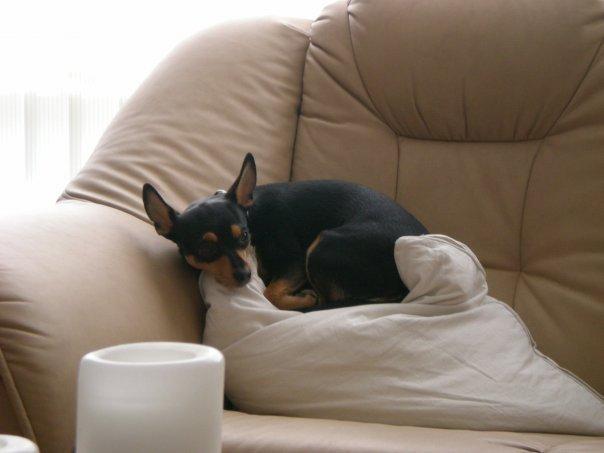 Blanding af racer Julle billede 4