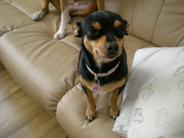 Blanding af racer Julle billede 5