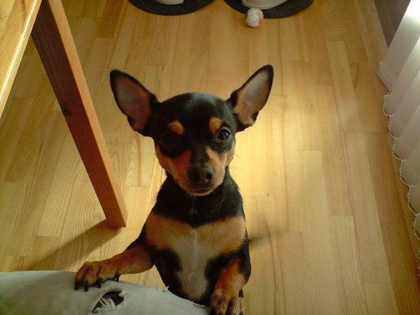 Blanding af racer Julle billede 7