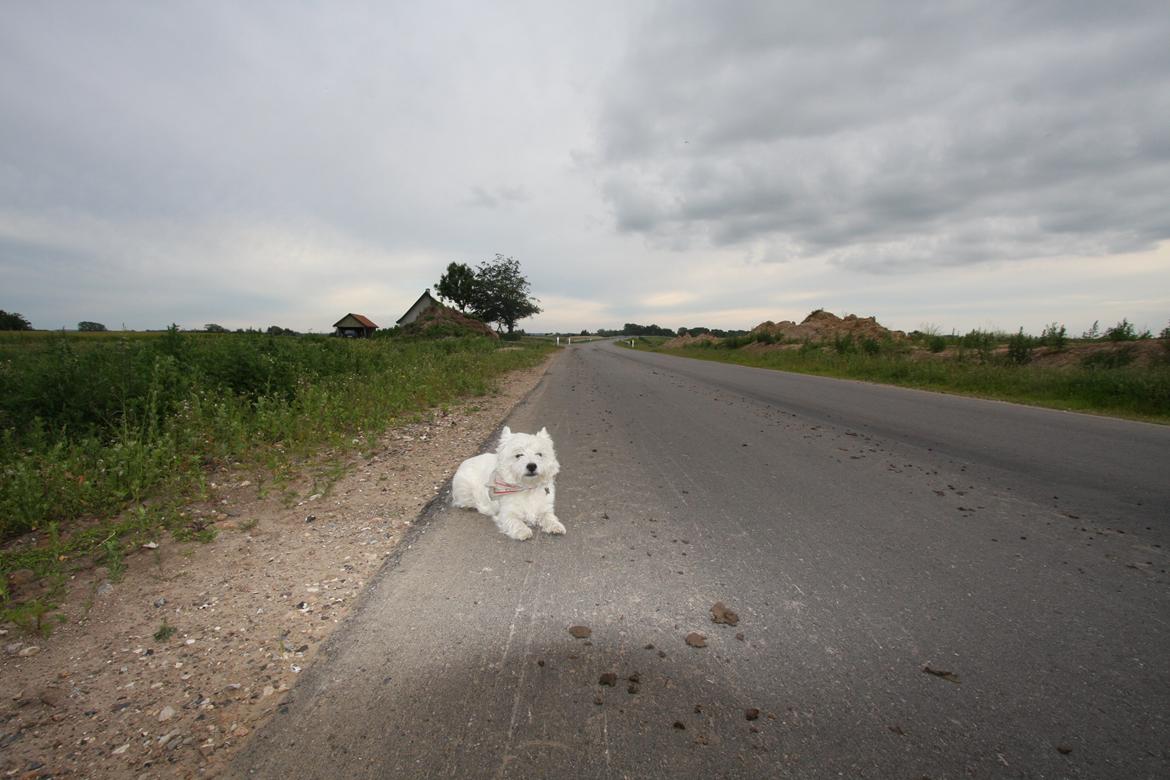West highland white terrier Buller billede 12