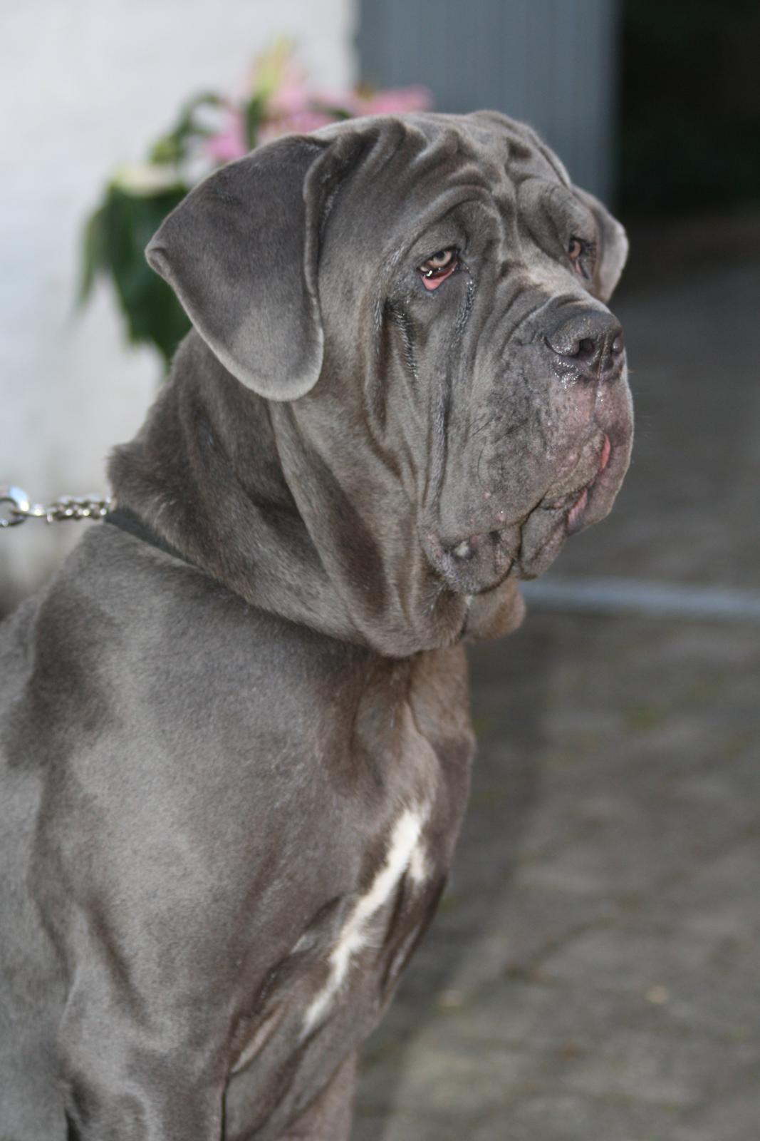 Mastino napoletano Anne von Steinteich billede 1
