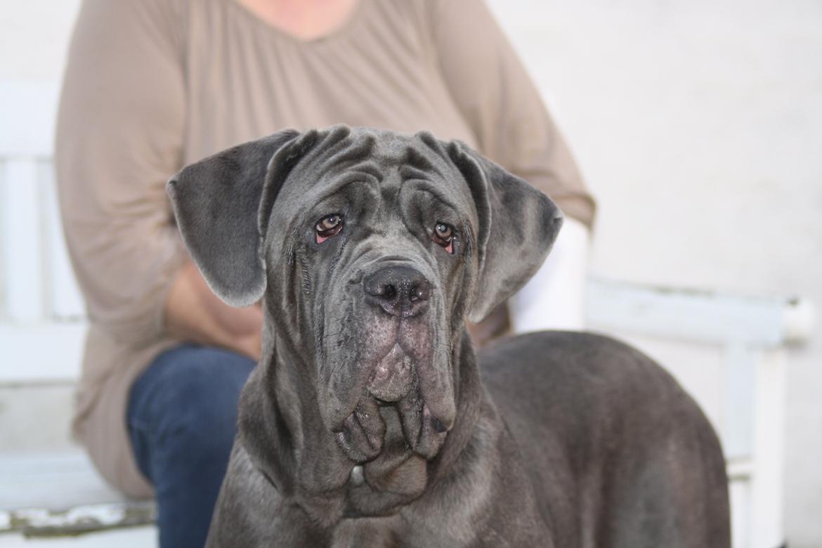 Mastino napoletano Anne von Steinteich billede 2