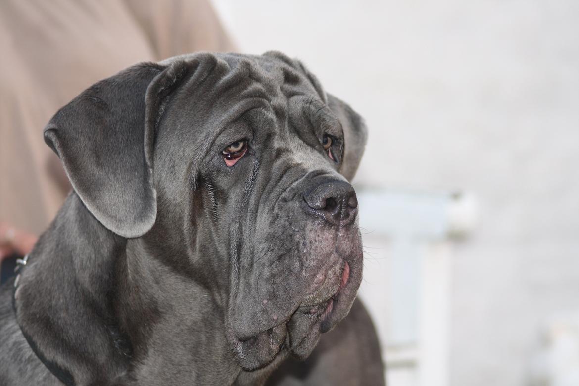 Mastino napoletano Anne von Steinteich billede 3