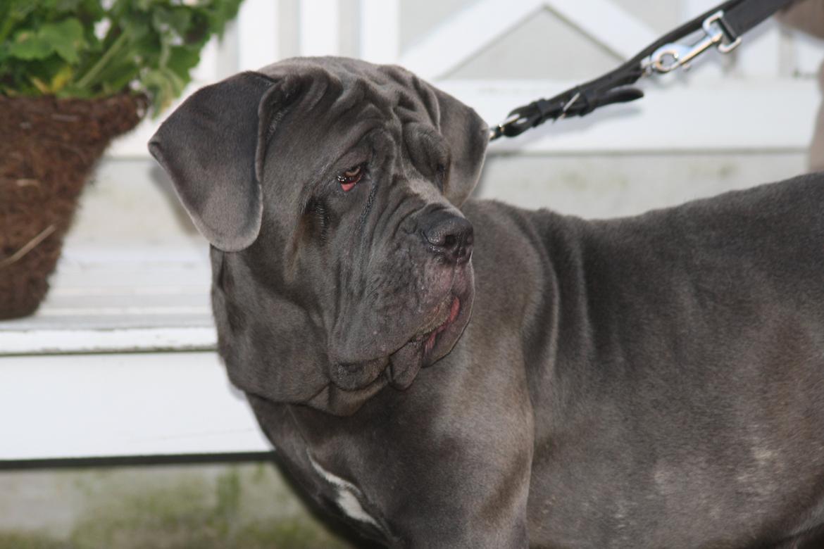 Mastino napoletano Anne von Steinteich billede 4