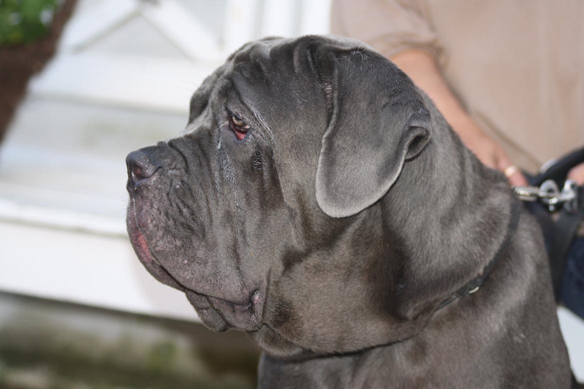 Mastino napoletano Anne von Steinteich billede 5
