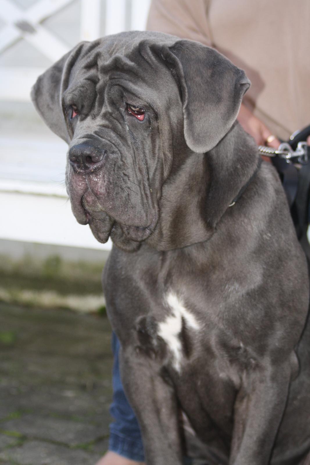 Mastino napoletano Anne von Steinteich billede 6