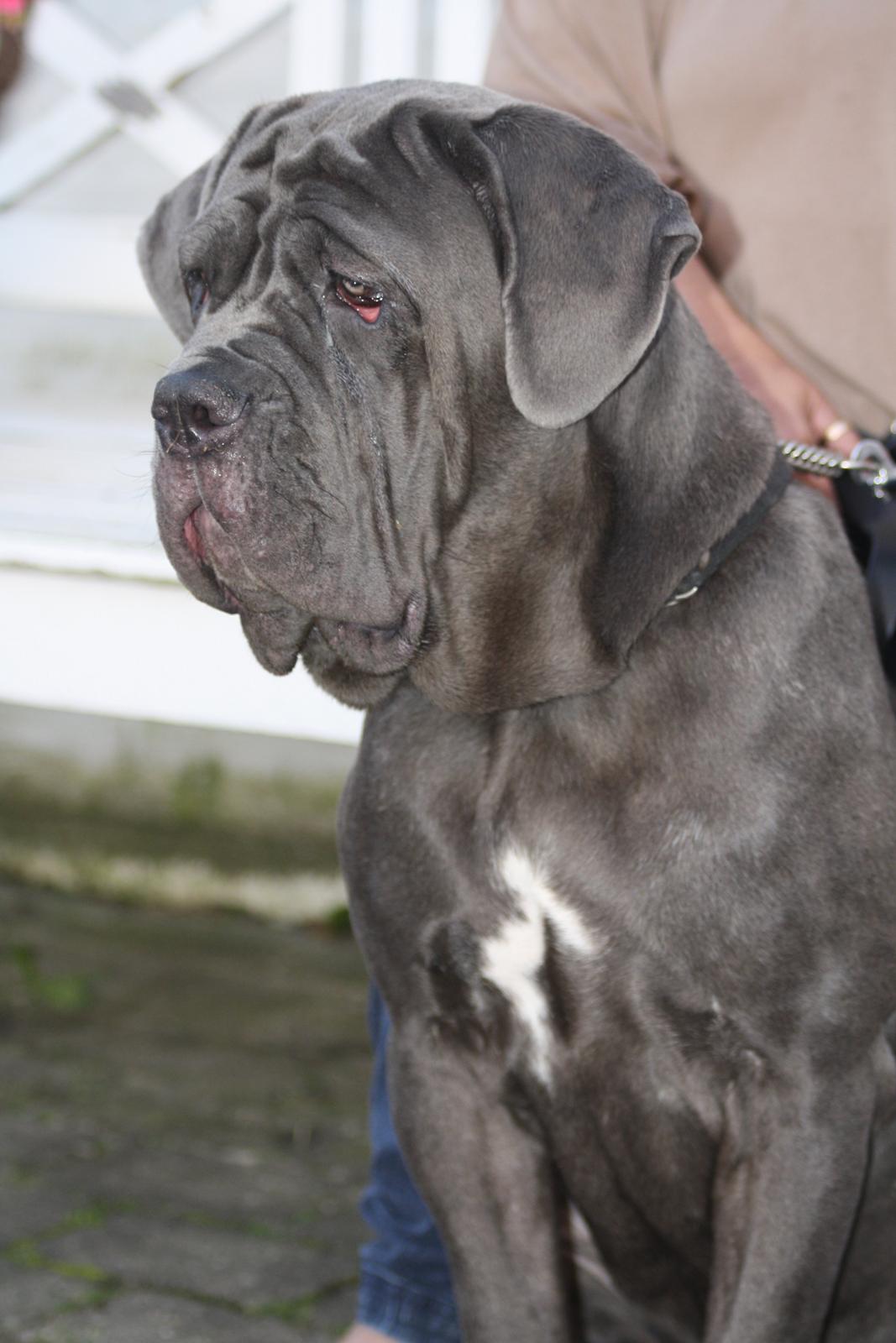 Mastino napoletano Anne von Steinteich billede 7