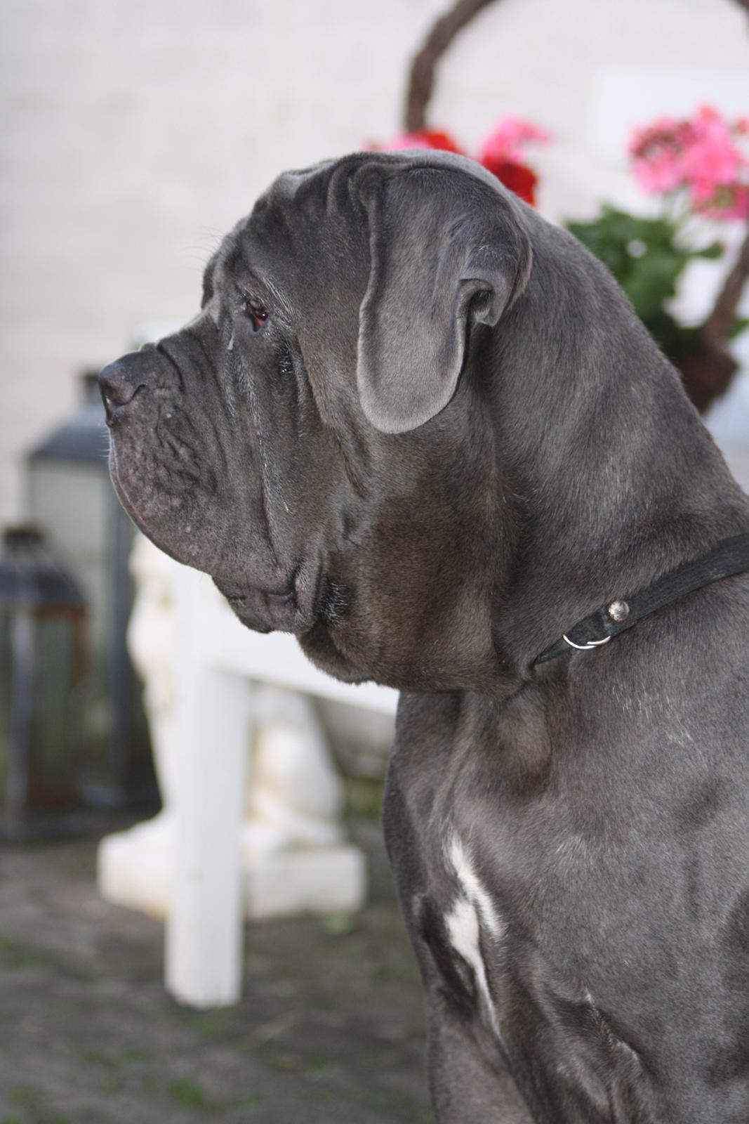 Mastino napoletano Anne von Steinteich billede 8