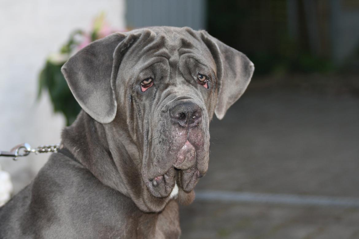 Mastino napoletano Anne von Steinteich billede 9