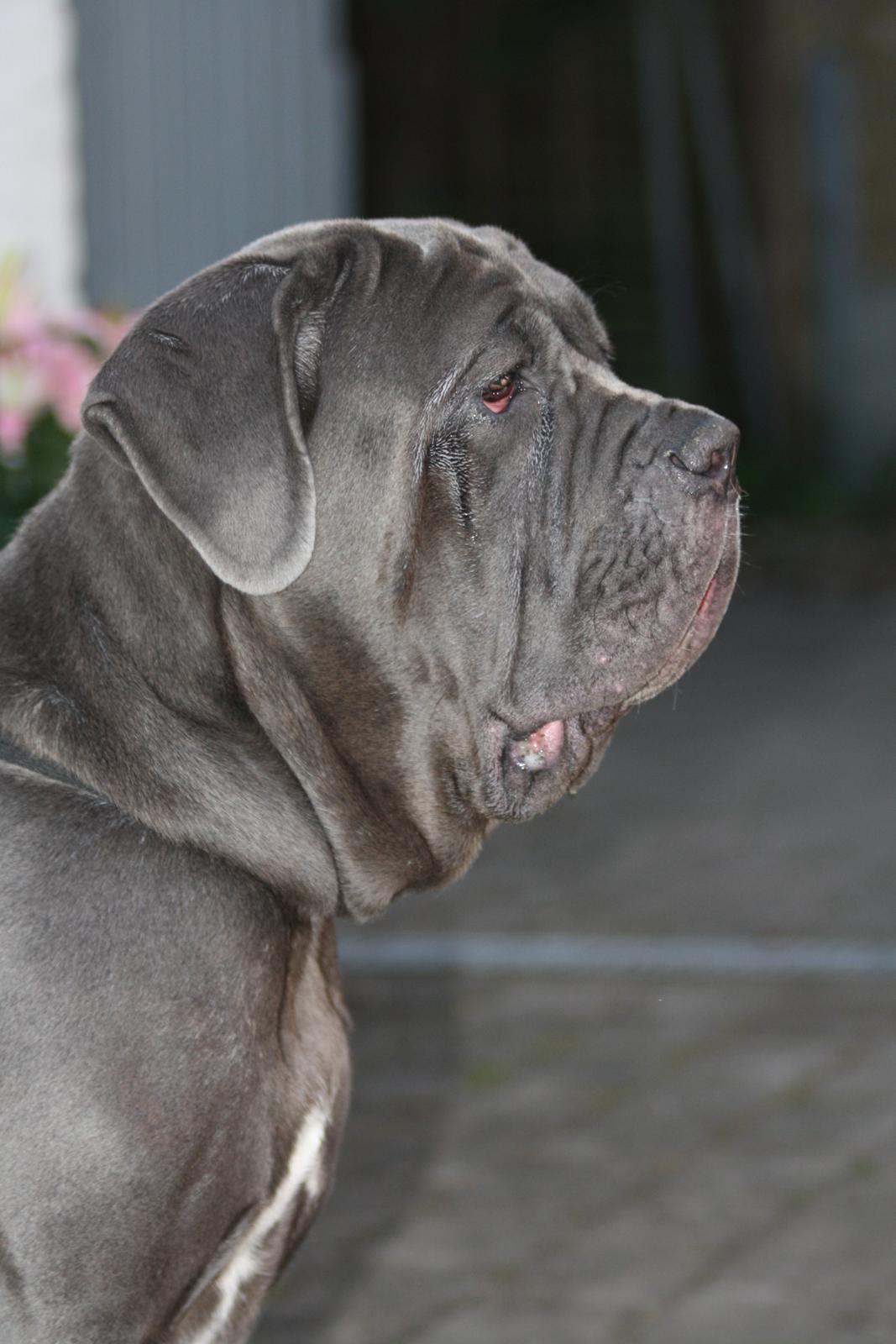 Mastino napoletano Anne von Steinteich billede 10