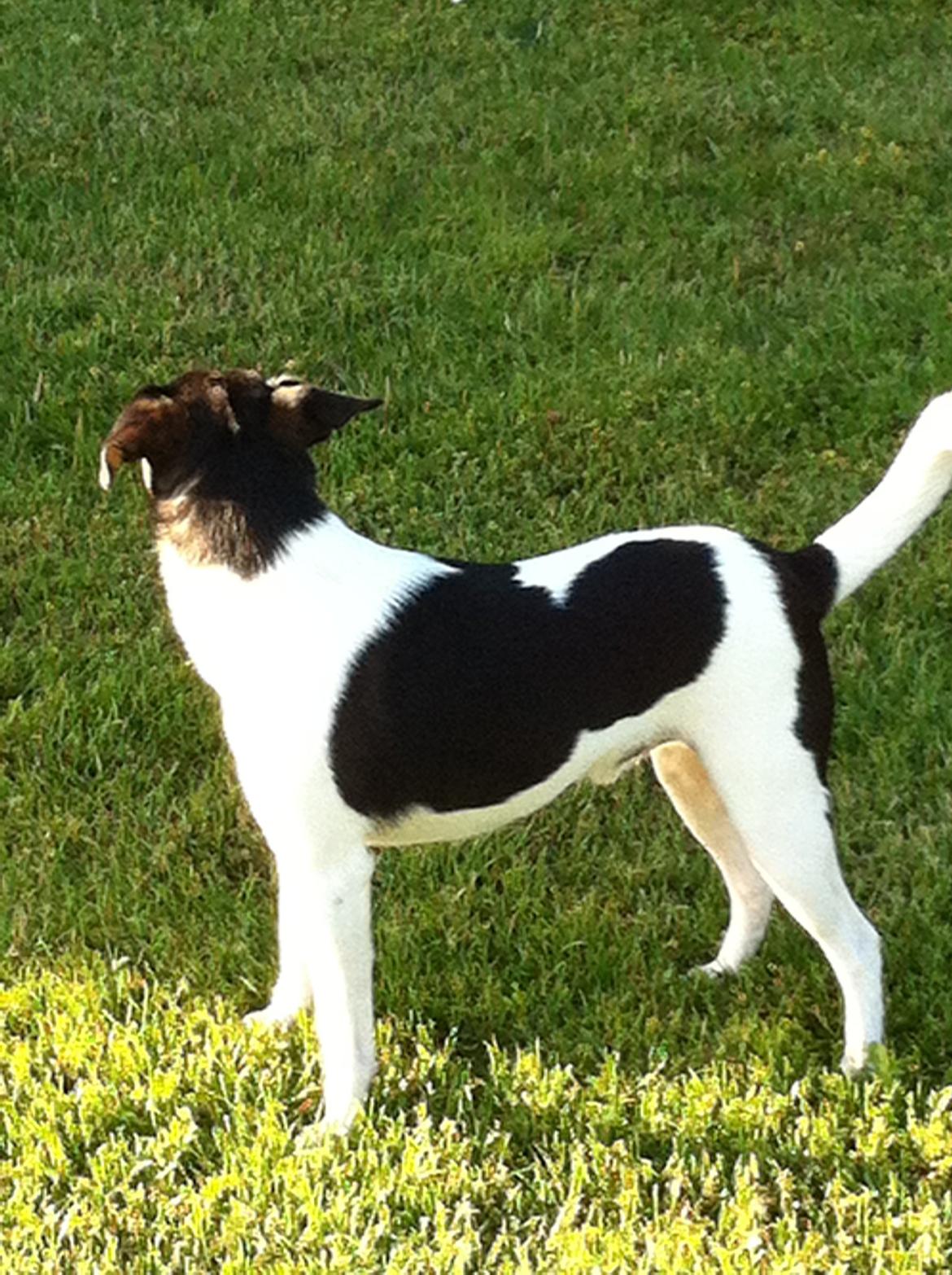 Dansk svensk gaardhund Teddy billede 2