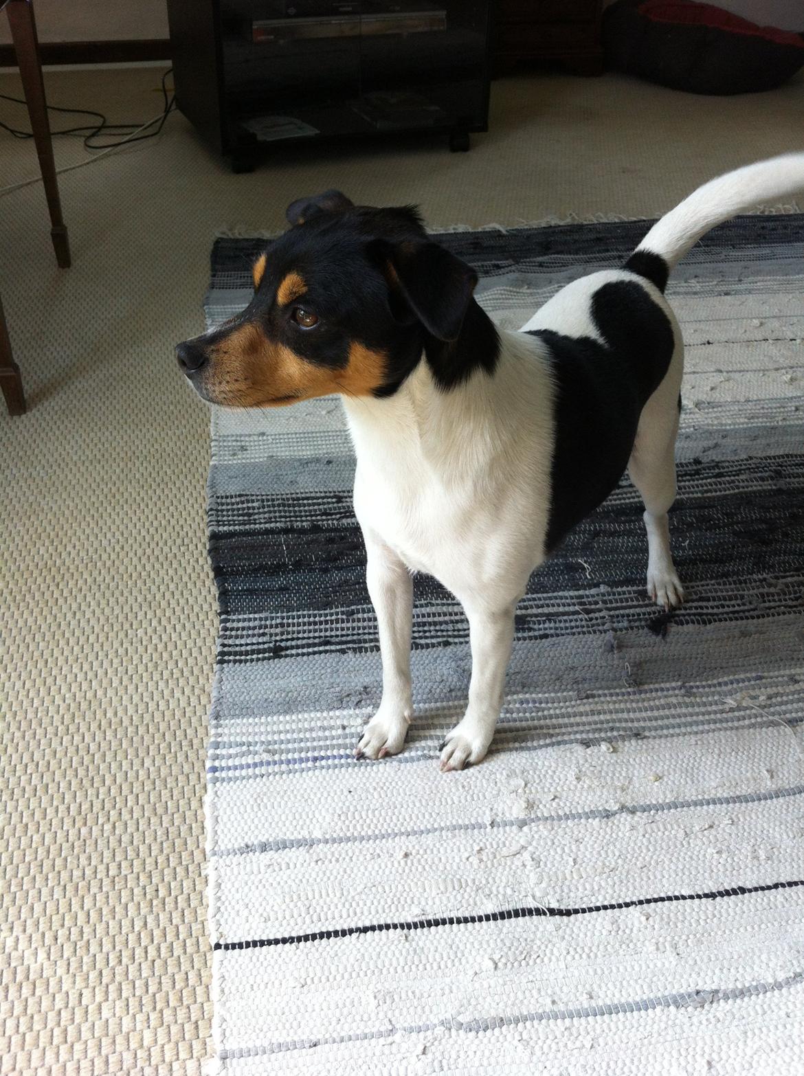 Dansk svensk gaardhund Teddy billede 9