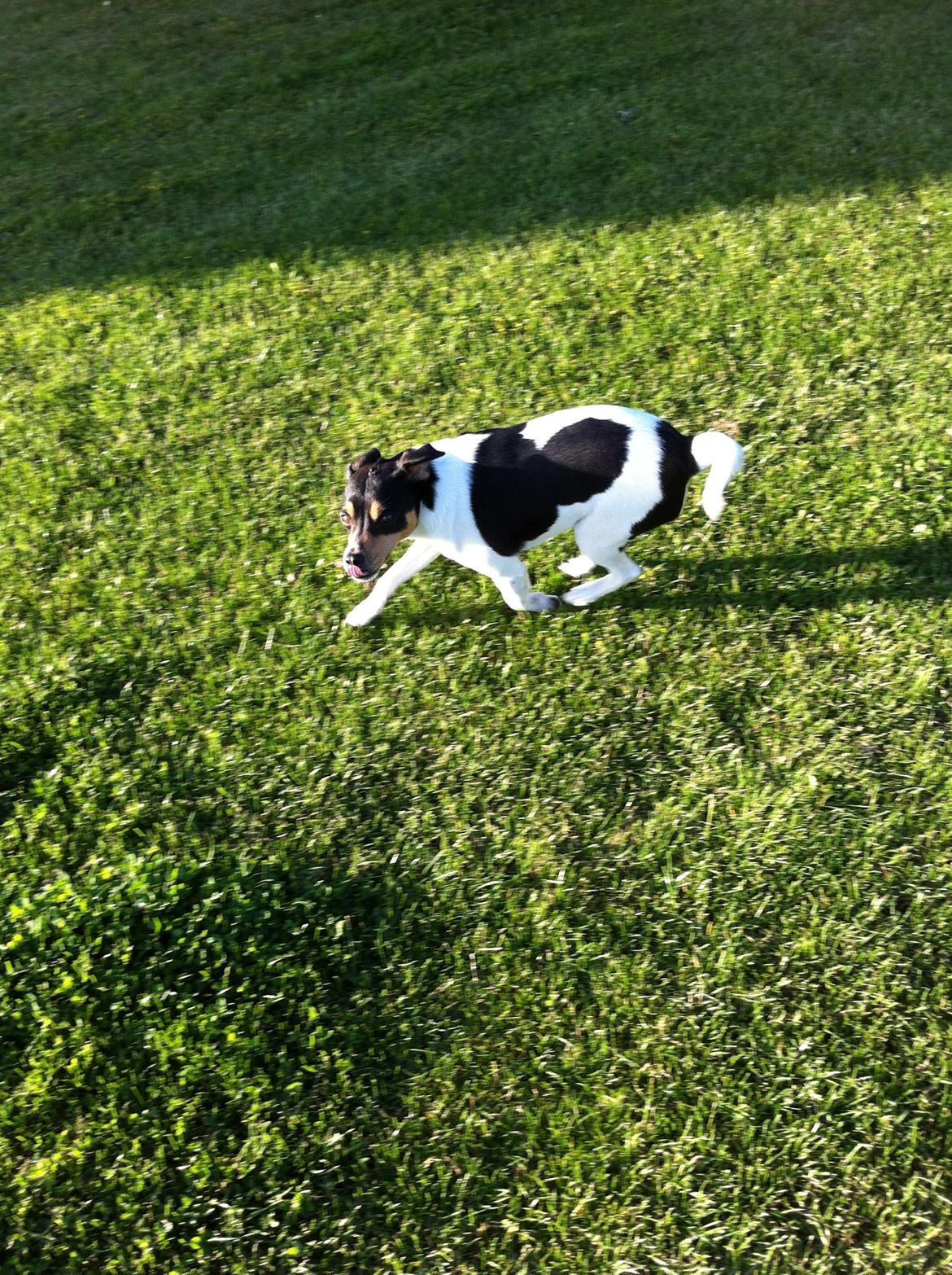 Dansk svensk gaardhund Teddy billede 3