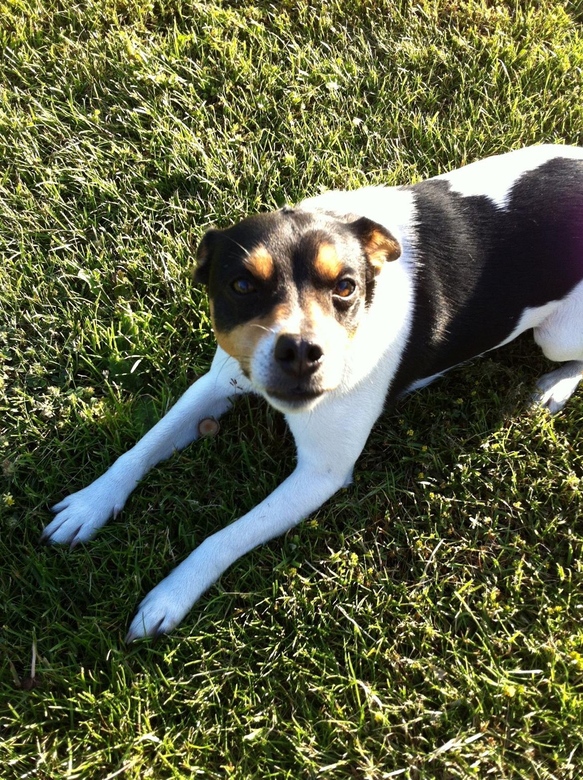 Dansk svensk gaardhund Teddy billede 7